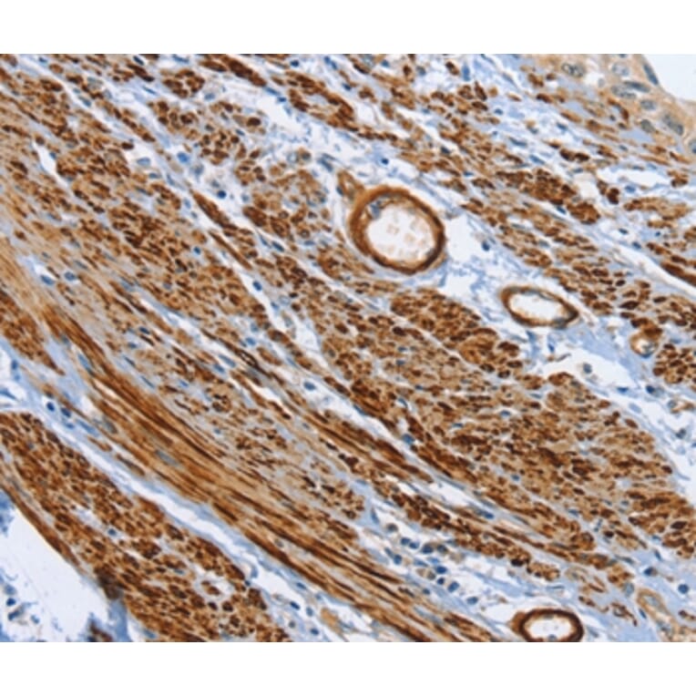 Immunohistochemistry - SHROOM2 Antibody from Signalway Antibody (37340) - Antibodies.com