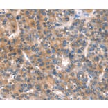 Immunohistochemistry - CACNA1A Antibody from Signalway Antibody (37454) - Antibodies.com