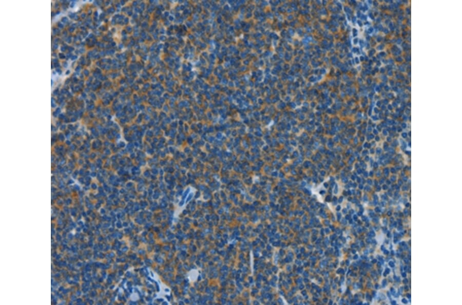 Immunohistochemistry - CNTNAP3 Antibody from Signalway Antibody (37498) - Antibodies.com