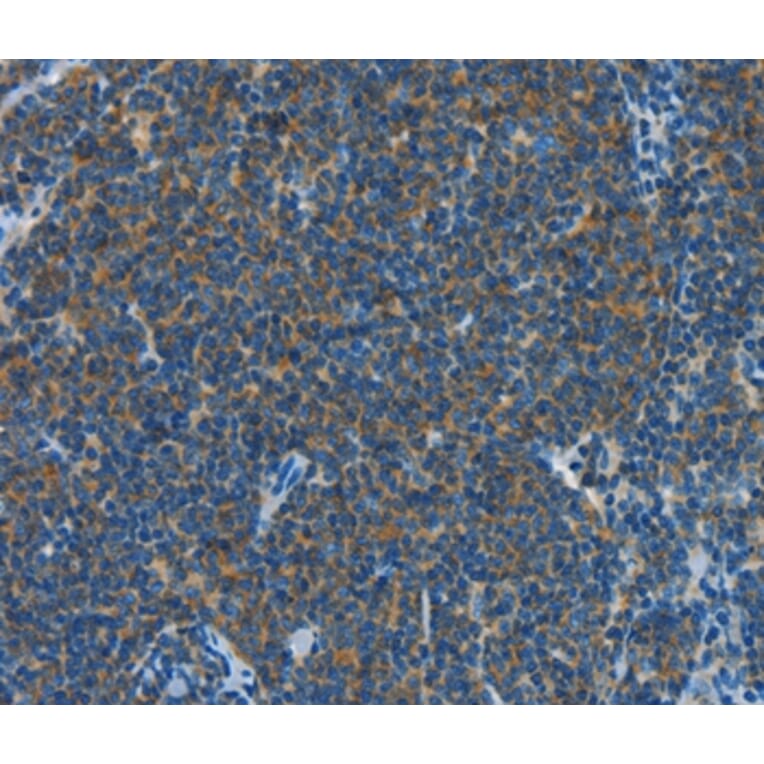 Immunohistochemistry - CNTNAP3 Antibody from Signalway Antibody (37498) - Antibodies.com