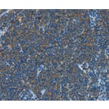 Immunohistochemistry - CNTNAP3 Antibody from Signalway Antibody (37498) - Antibodies.com