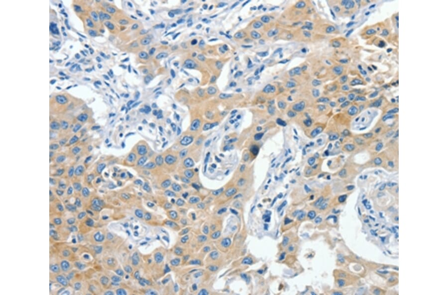 Immunohistochemistry - CNTNAP3 Antibody from Signalway Antibody (37498) - Antibodies.com