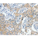 Immunohistochemistry - CNTNAP3 Antibody from Signalway Antibody (37498) - Antibodies.com