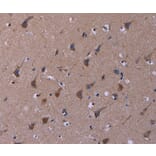 Immunohistochemistry - TUBGCP2 Antibody from Signalway Antibody (37589) - Antibodies.com