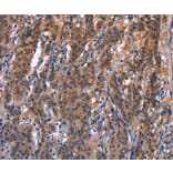 Immunohistochemistry - R3HCC1L Antibody from Signalway Antibody (37592) - Antibodies.com