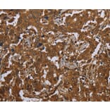 Immunohistochemistry - SCGB1D2 Antibody from Signalway Antibody (37704) - Antibodies.com