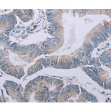 Immunohistochemistry - MRGPRX1 Antibody from Signalway Antibody (37739) - Antibodies.com