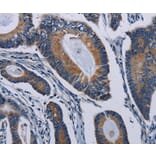 Immunohistochemistry - PCDHAC2 Antibody from Signalway Antibody (37803) - Antibodies.com