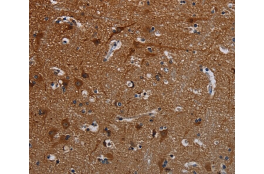 Immunohistochemistry - PCDHB15 Antibody from Signalway Antibody (37807) - Antibodies.com