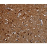 Immunohistochemistry - PCDHB15 Antibody from Signalway Antibody (37807) - Antibodies.com