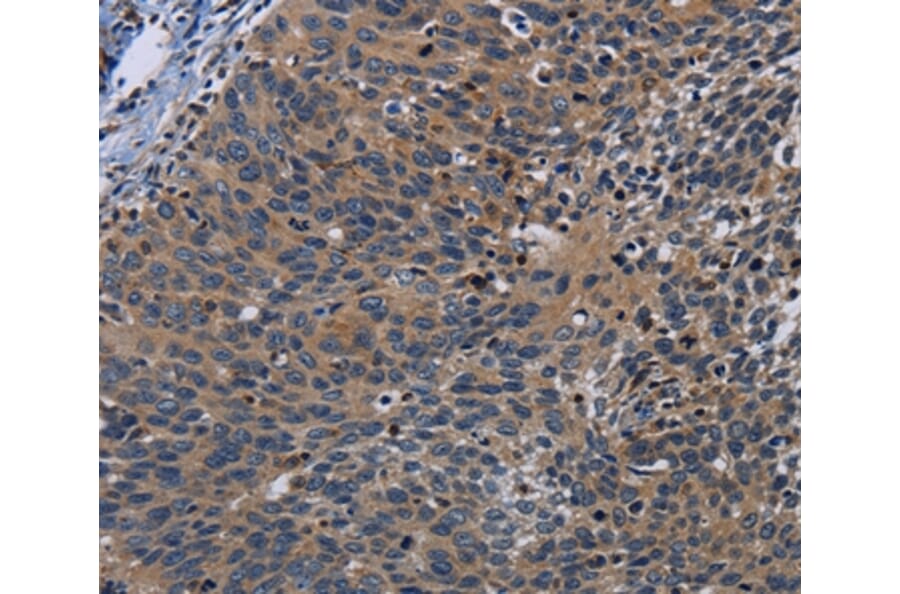 Immunohistochemistry - PCDHB15 Antibody from Signalway Antibody (37807) - Antibodies.com