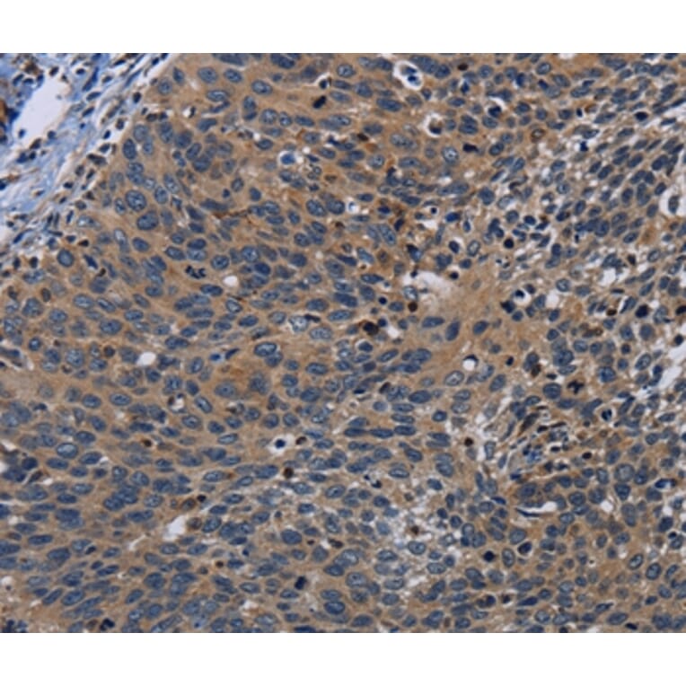 Immunohistochemistry - PCDHB15 Antibody from Signalway Antibody (37807) - Antibodies.com