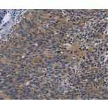 Immunohistochemistry - PCDHB15 Antibody from Signalway Antibody (37807) - Antibodies.com
