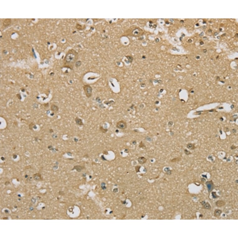 Immunohistochemistry - SERINC1 Antibody from Signalway Antibody (37911) - Antibodies.com