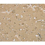 Immunohistochemistry - SERINC1 Antibody from Signalway Antibody (37911) - Antibodies.com