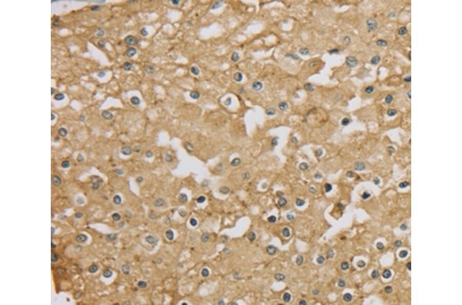 Immunohistochemistry - SERINC1 Antibody from Signalway Antibody (37911) - Antibodies.com