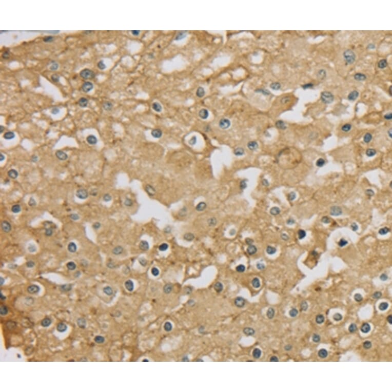 Immunohistochemistry - SERINC1 Antibody from Signalway Antibody (37911) - Antibodies.com
