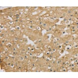 Immunohistochemistry - SERINC1 Antibody from Signalway Antibody (37911) - Antibodies.com