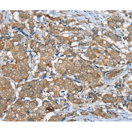 Immunohistochemistry - SERINC3 Antibody from Signalway Antibody (37913) - Antibodies.com