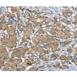 Immunohistochemistry - SERINC3 Antibody from Signalway Antibody (37913) - Antibodies.com