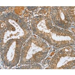 Immunohistochemistry - SERINC3 Antibody from Signalway Antibody (37913) - Antibodies.com