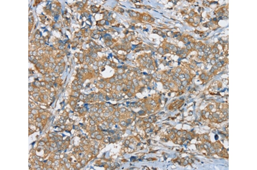 Immunohistochemistry - SERINC4 Antibody from Signalway Antibody (37914) - Antibodies.com