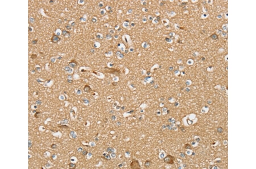 Immunohistochemistry - SERINC4 Antibody from Signalway Antibody (37914) - Antibodies.com