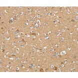 Immunohistochemistry - SERINC4 Antibody from Signalway Antibody (37914) - Antibodies.com