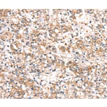 Immunohistochemistry - SLC24A3 Antibody from Signalway Antibody (37933) - Antibodies.com