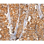 Immunohistochemistry - SLC25A3 Antibody from Signalway Antibody (37937) - Antibodies.com