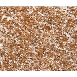 Immunohistochemistry - SLC26A5 Antibody from Signalway Antibody (37938) - Antibodies.com