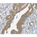 Immunohistochemistry - SLC39A3 Antibody from Signalway Antibody (37941) - Antibodies.com