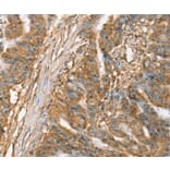 Immunohistochemistry - SLC41A3 Antibody from Signalway Antibody (37945) - Antibodies.com
