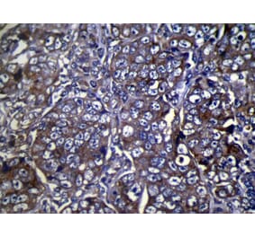 Immunohistochemistry - COLEC11 Antibody from Signalway Antibody (40056) - Antibodies.com