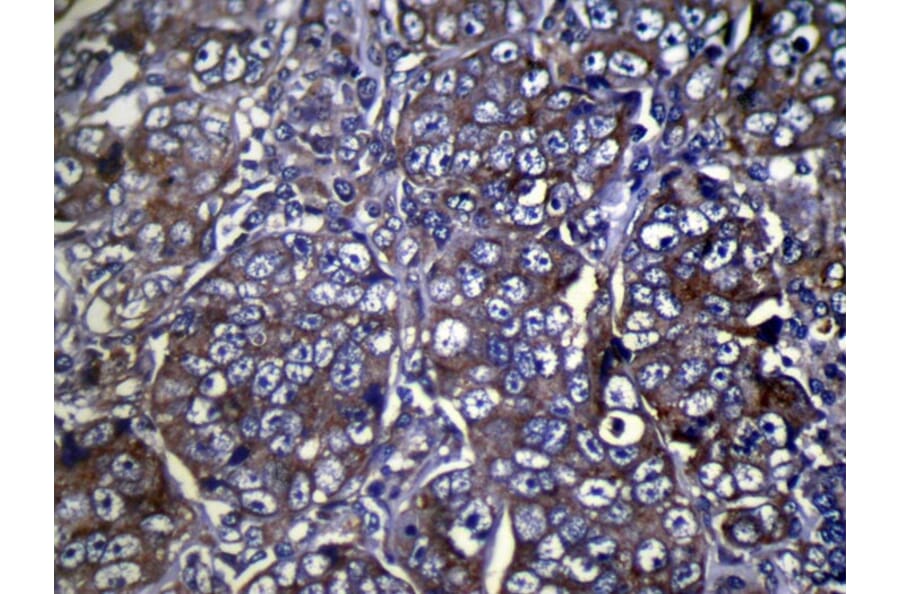 Immunohistochemistry - COLEC11 Antibody from Signalway Antibody (40056) - Antibodies.com