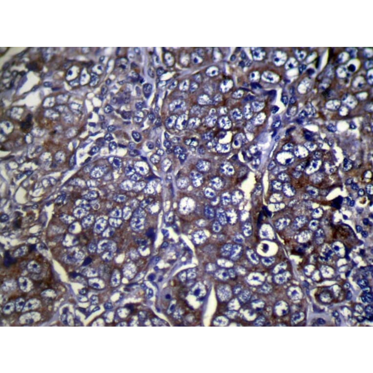 Immunohistochemistry - COLEC11 Antibody from Signalway Antibody (40056) - Antibodies.com