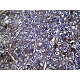 Immunohistochemistry - COLEC11 Antibody from Signalway Antibody (40056) - Antibodies.com