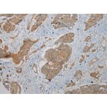 Immunohistochemistry - TMEM123 Antibody from Signalway Antibody (40063) - Antibodies.com