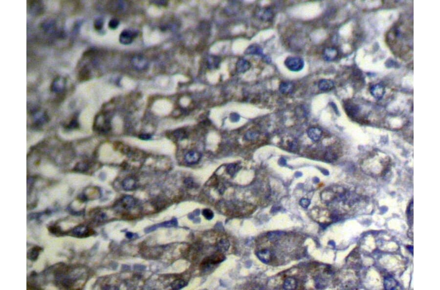 Immunohistochemistry - SLC25A2 Antibody from Signalway Antibody (40109) - Antibodies.com