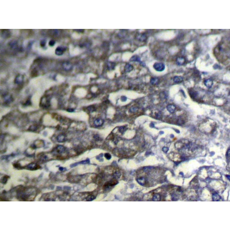 Immunohistochemistry - SLC25A2 Antibody from Signalway Antibody (40109) - Antibodies.com