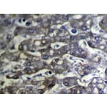Immunohistochemistry - SLC25A2 Antibody from Signalway Antibody (40109) - Antibodies.com