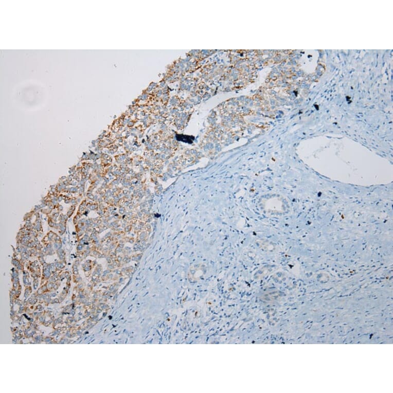 Immunohistochemistry - SLC6A19 Antibody from Signalway Antibody (40215) - Antibodies.com