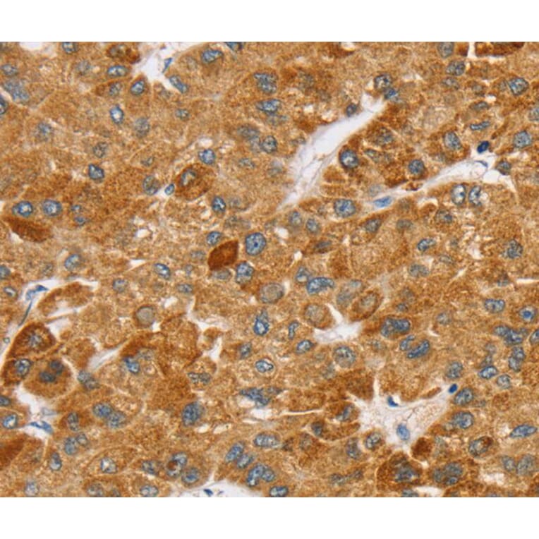 Immunohistochemistry - SPARCL1 Antibody from Signalway Antibody (40219) - Antibodies.com