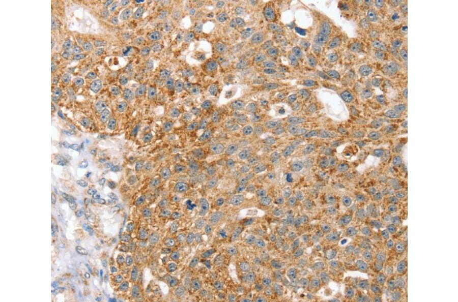 Immunohistochemistry - SPARCL1 Antibody from Signalway Antibody (40219) - Antibodies.com