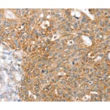 Immunohistochemistry - SPARCL1 Antibody from Signalway Antibody (40219) - Antibodies.com