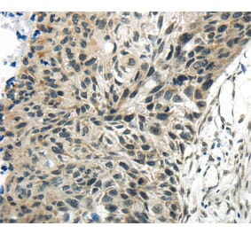 Immunohistochemistry - SYNCRIP Antibody from Signalway Antibody (40304) - Antibodies.com