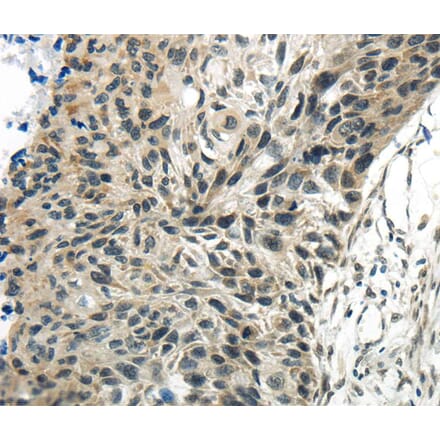 Immunohistochemistry - SYNCRIP Antibody from Signalway Antibody (40304) - Antibodies.com