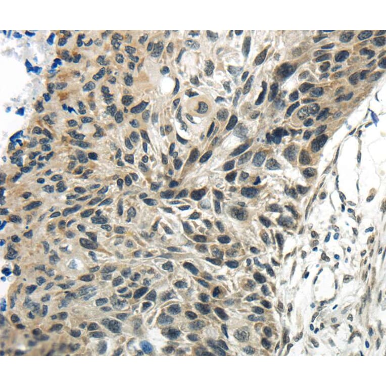 Immunohistochemistry - SYNCRIP Antibody from Signalway Antibody (40304) - Antibodies.com
