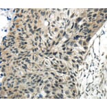 Immunohistochemistry - SYNCRIP Antibody from Signalway Antibody (40304) - Antibodies.com