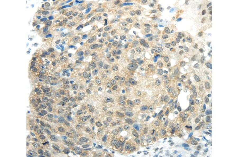 Immunohistochemistry - SYNCRIP Antibody from Signalway Antibody (40304) - Antibodies.com